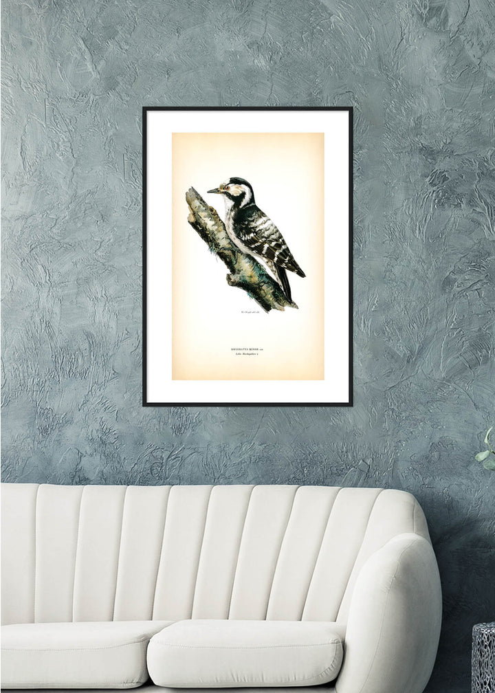 Fågeln Lilla hackspetten på klassisk vintage poster/affisch