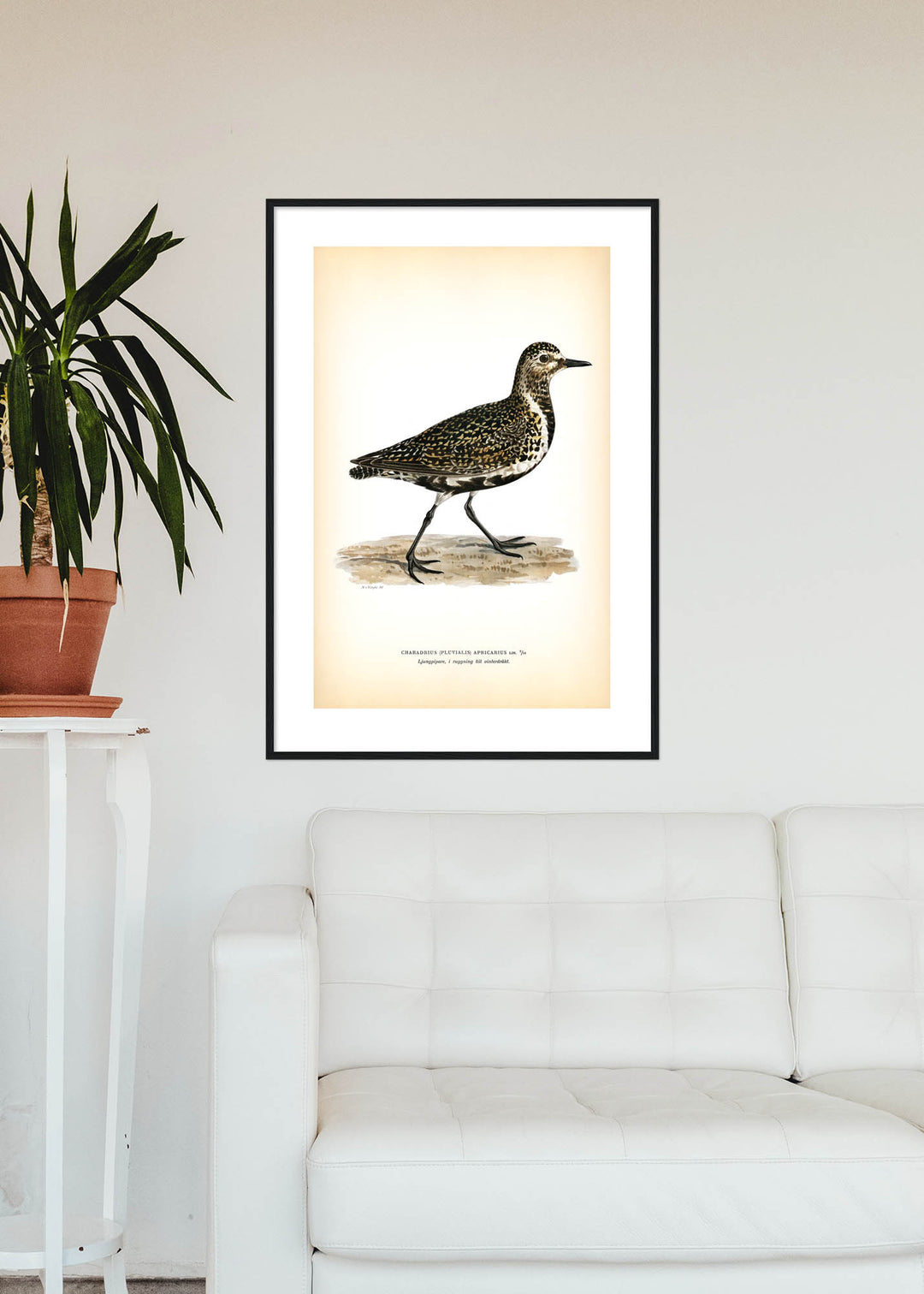Fågeln Ljungpipare, ruggning vinter på klassisk vintage poster/affisch