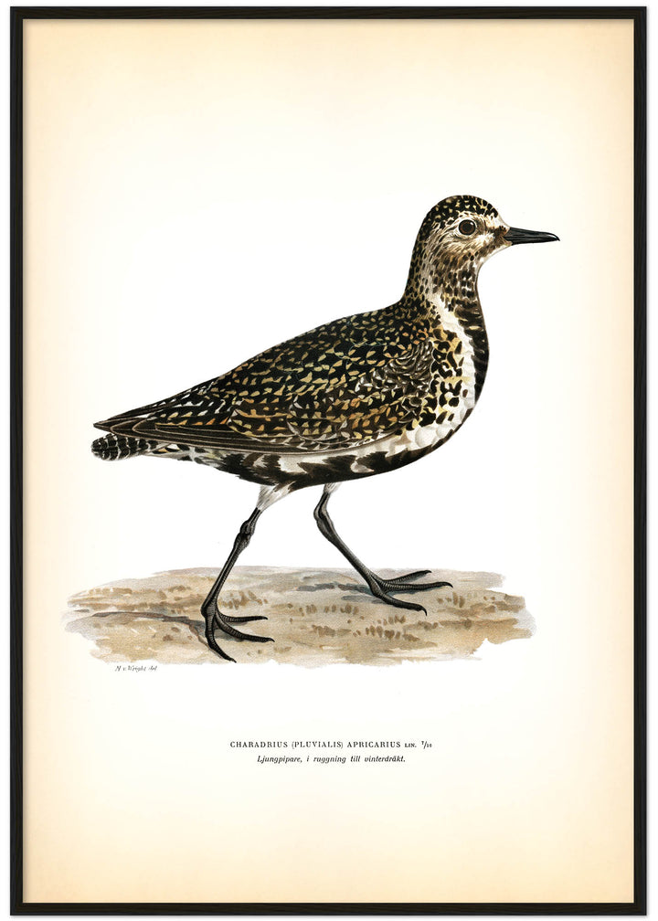 Fågeln Ljungpipare, ruggning vinter på klassisk vintage poster/affisch