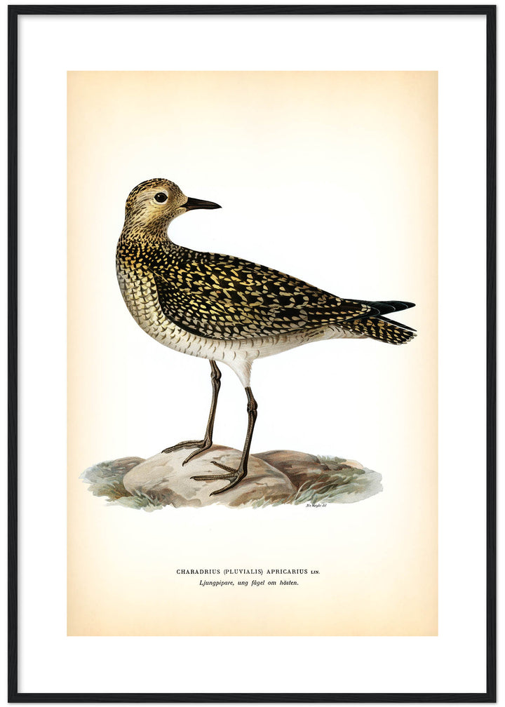 Fågeln Ljungpipare, ung höst på klassisk vintage poster/affisch
