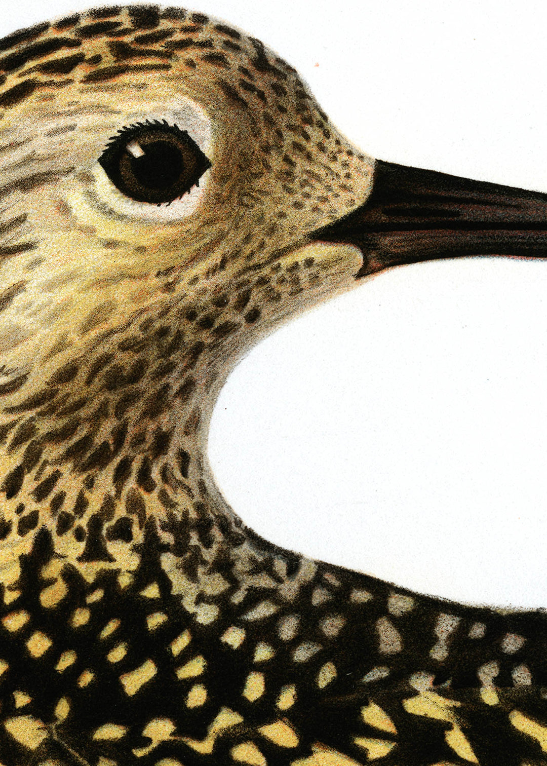 Fågeln Ljungpipare, ung höst på klassisk vintage poster/affisch