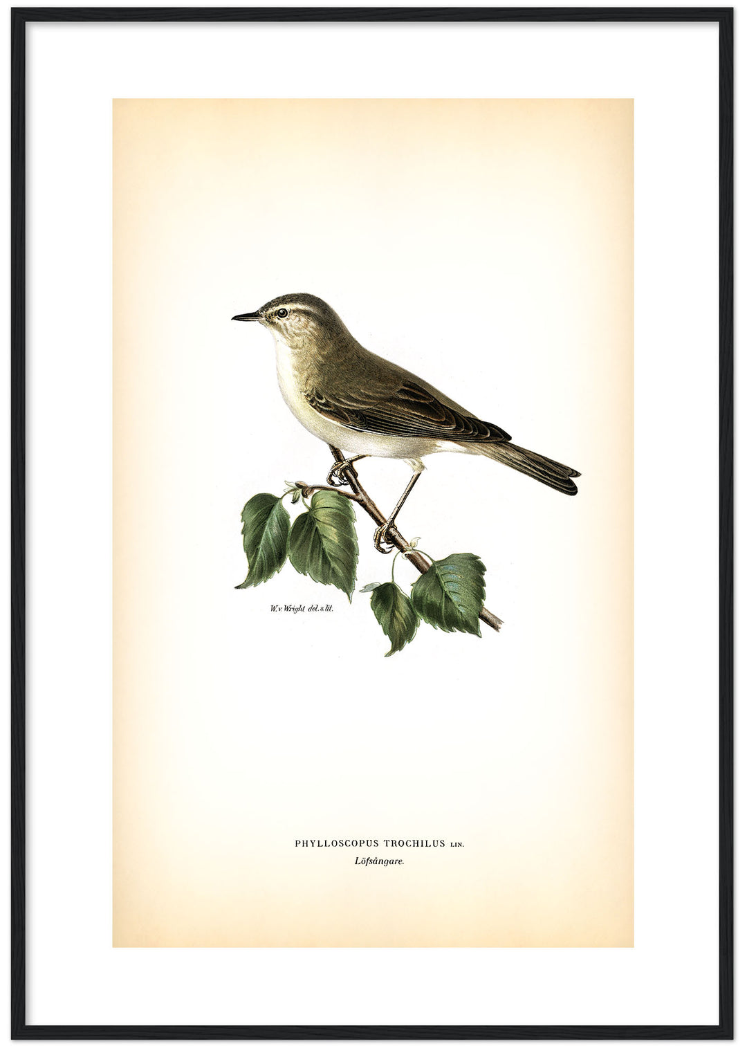 Fågeln Löfsångare på klassisk vintage poster/affisch
