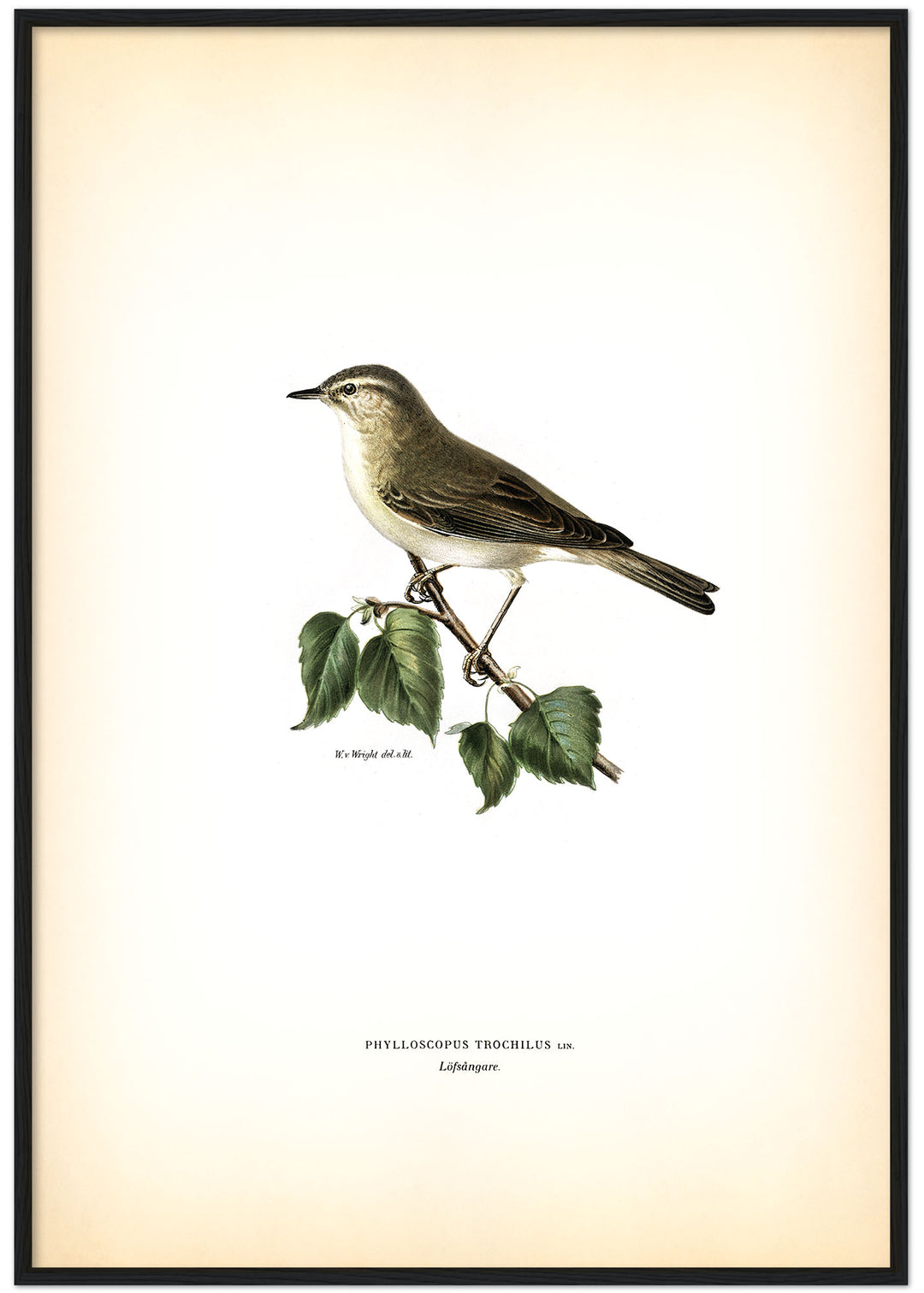 Fågeln Löfsångare på klassisk vintage poster/affisch