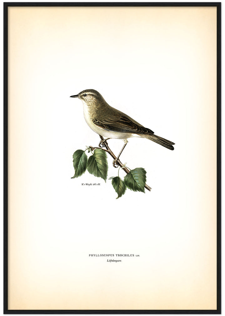 Fågeln Löfsångare på klassisk vintage poster/affisch