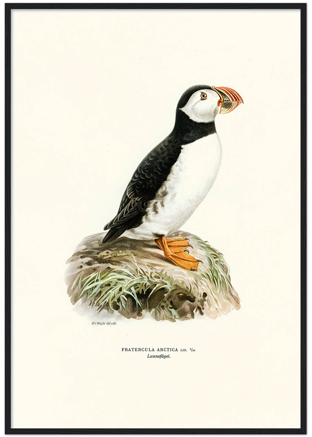 Fågeln Lunnefågel på klassisk vintage poster/affisch