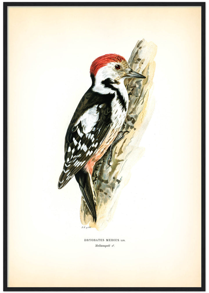 Fågeln Mellanspett på klassisk vintage poster/affisch