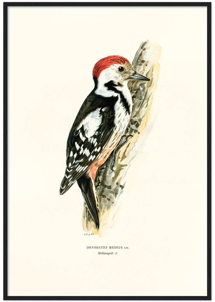 Fågeln Mellanspett på klassisk vintage poster/affisch