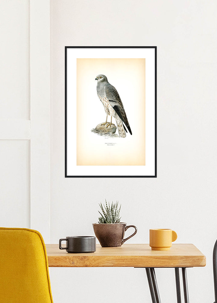 Fågeln Mindre kärrhök på klassisk vintage poster/affisch