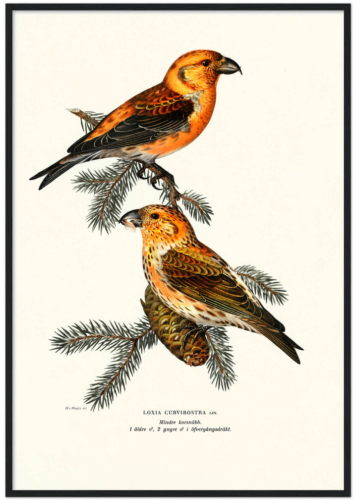 Fågeln Mindre korsnäbb på klassisk vintage poster/affisch