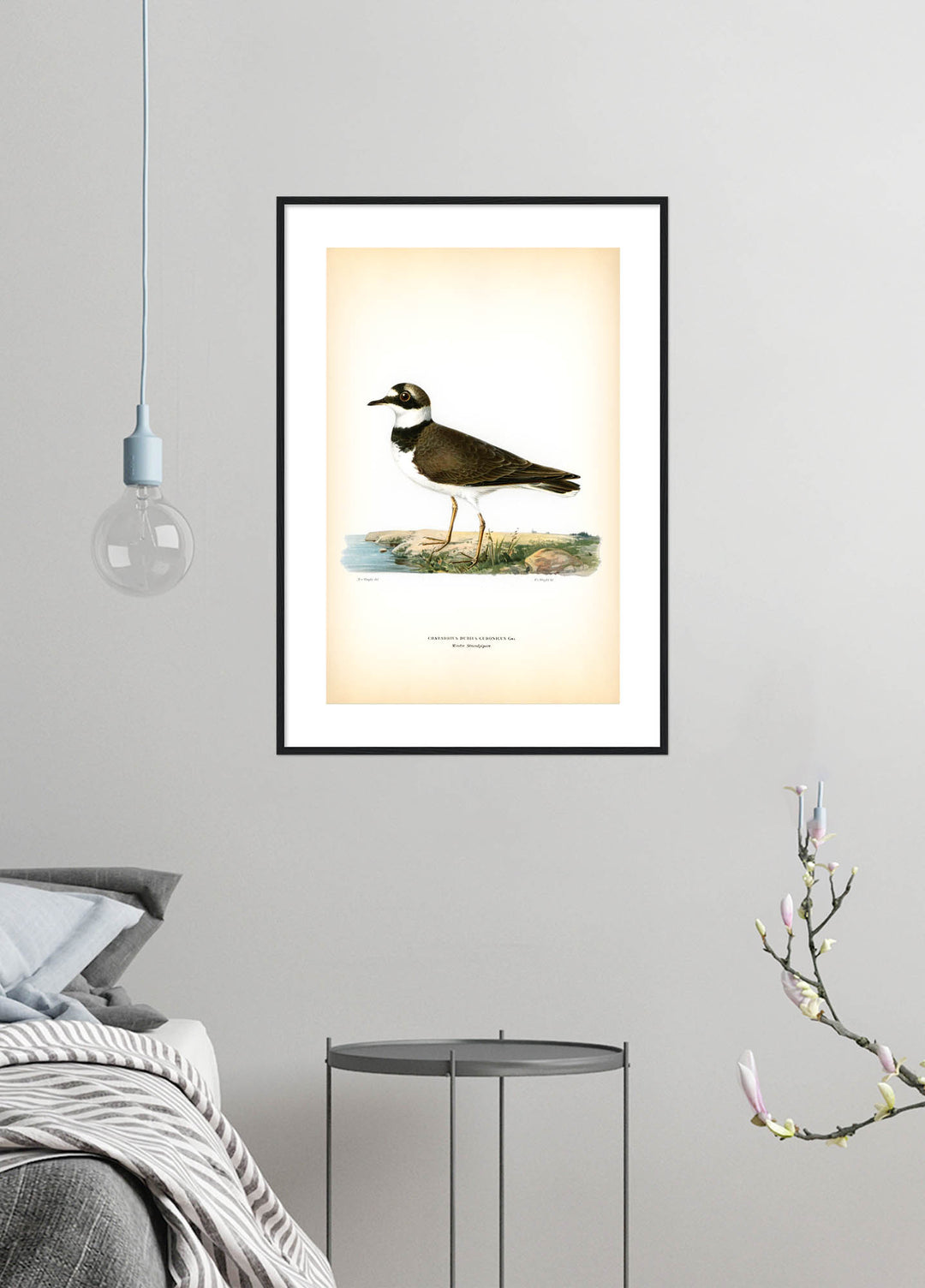 Fågeln Mindre strandpipare på klassisk vintage poster/affisch