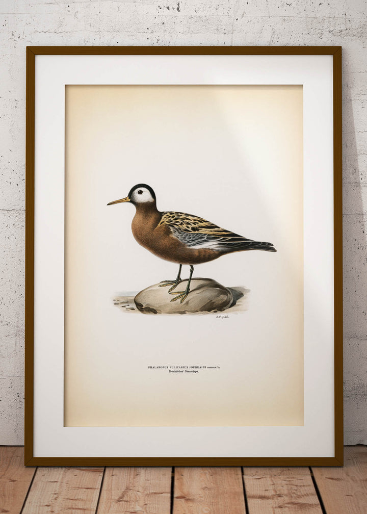 Fågeln Brednäbbad simsnäppa på klassisk vintage poster/affisch