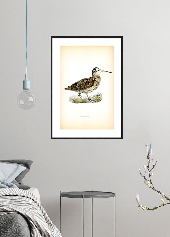 Fågeln Morkulla på klassisk vintage poster/affisch