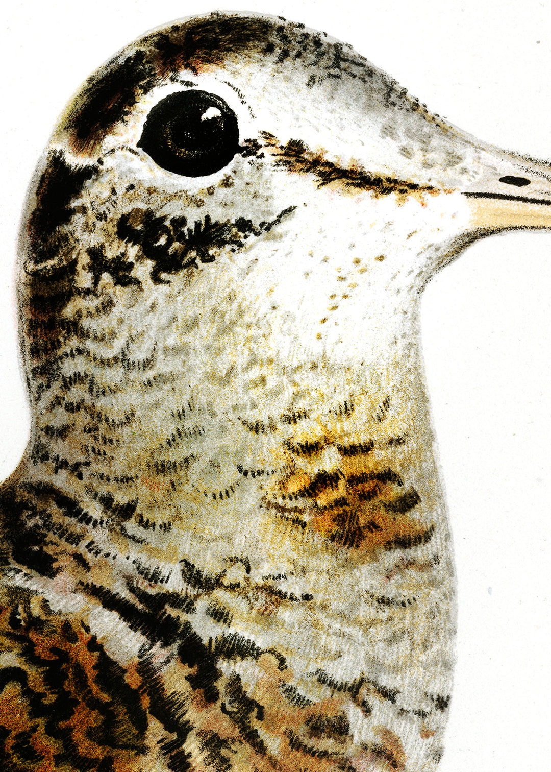 Fågeln Morkulla på klassisk vintage poster/affisch