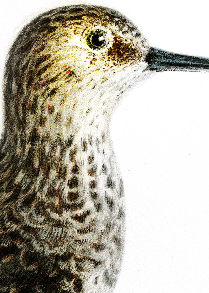 Fågeln Mosnäppa på klassisk vintage poster/affisch