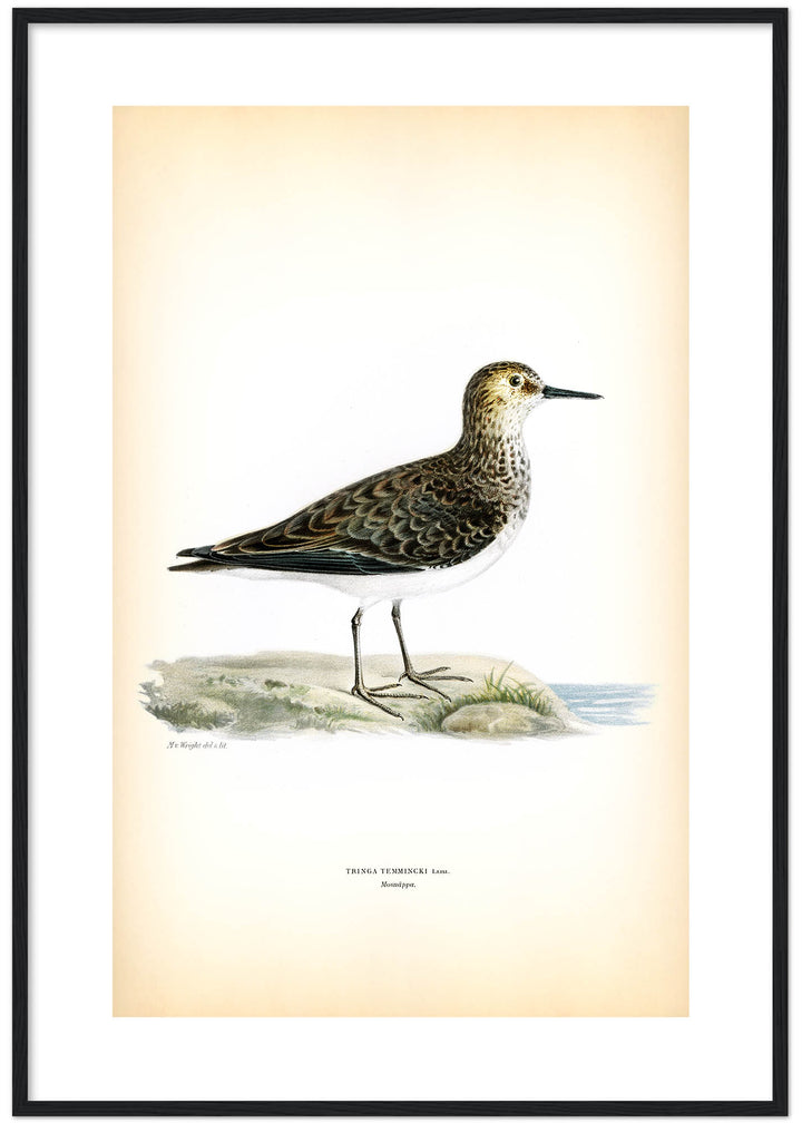 Fågeln Mosnäppa på klassisk vintage poster/affisch