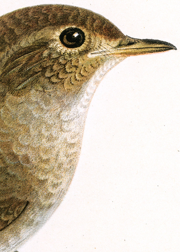 Fågeln Näktergal på klassisk vintage poster/affisch