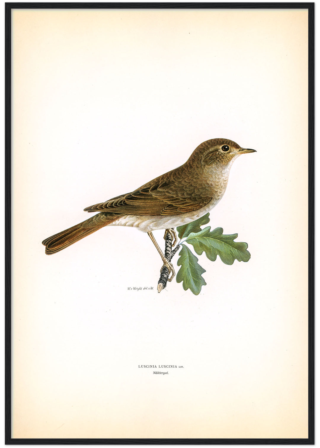 Fågeln Näktergal på klassisk vintage poster/affisch
