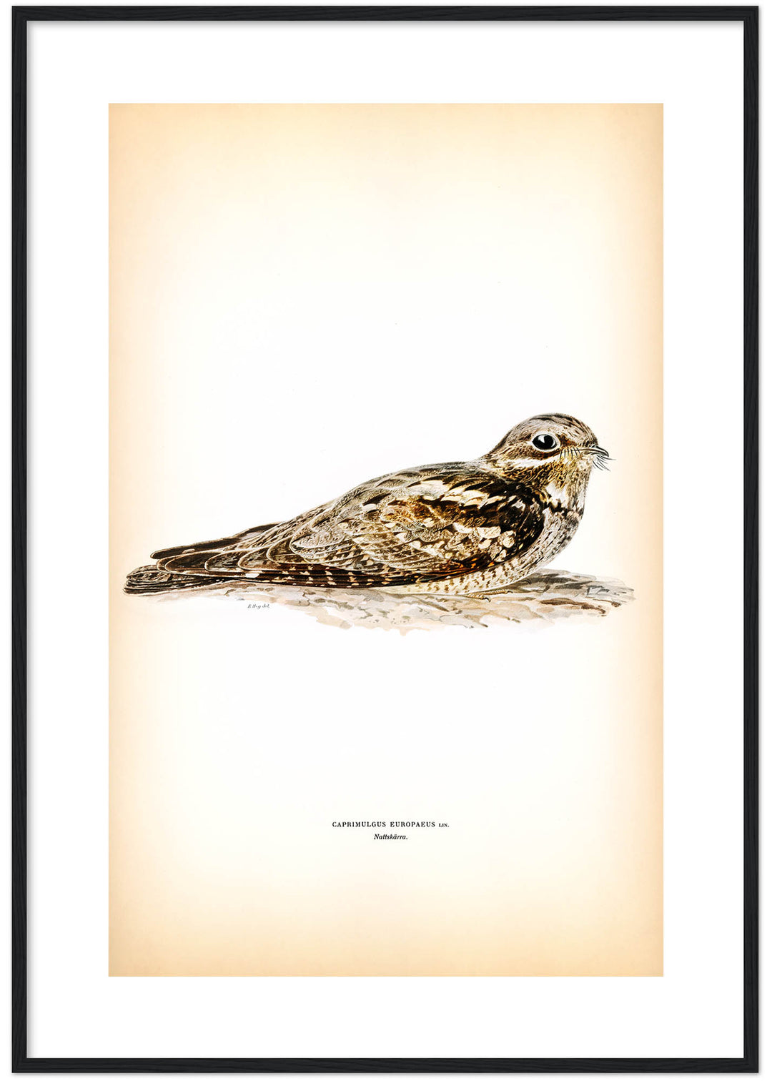 Fågeln Nattskärra på klassisk vintage poster/affisch