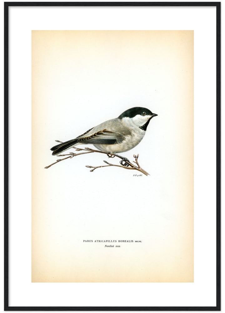 Fågeln Nordisk mes på klassisk vintage poster/affisch