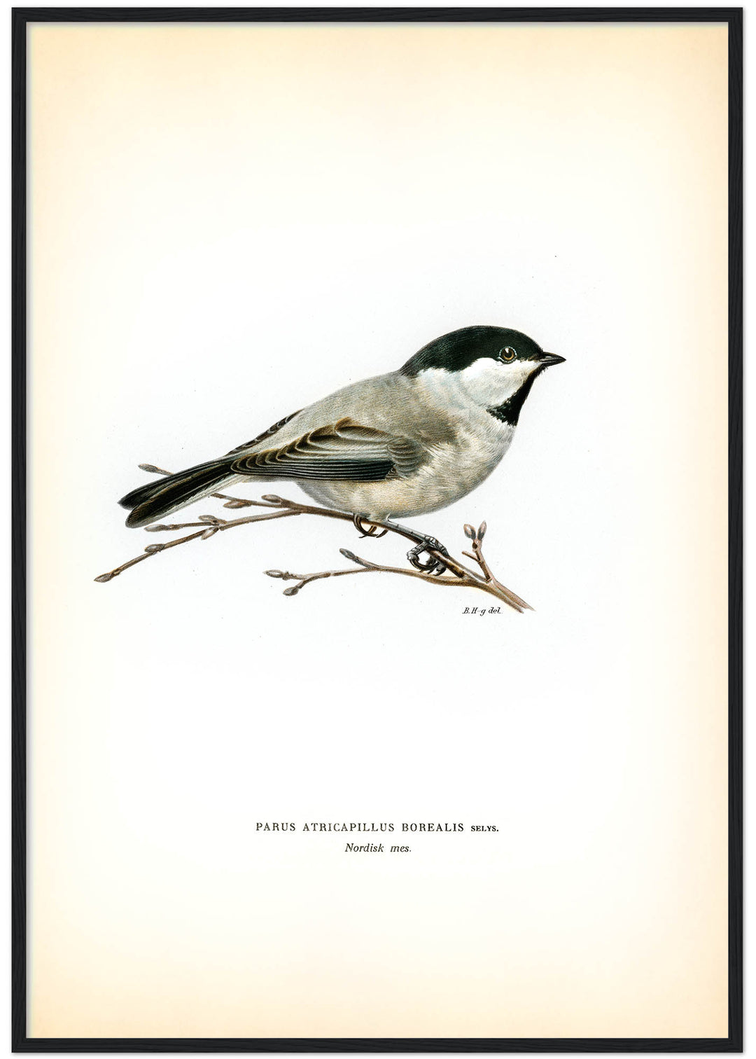 Fågeln Nordisk mes på klassisk vintage poster/affisch
