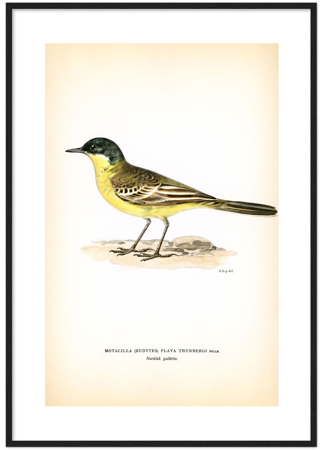 Fågeln Nordisk gulärla på klassisk vintage poster/affisch