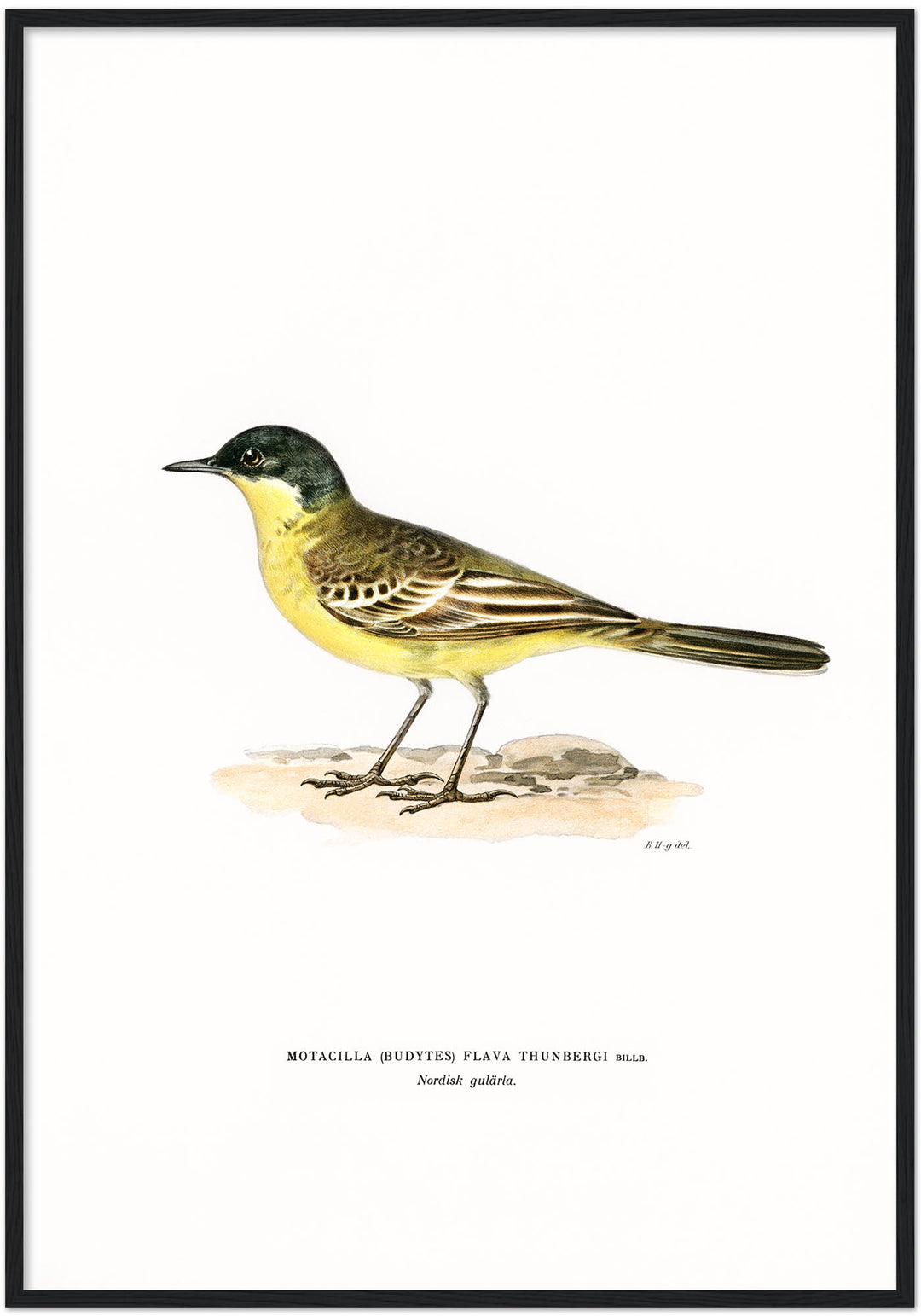 Fågeln Nordisk gulärla på klassisk vintage poster/affisch