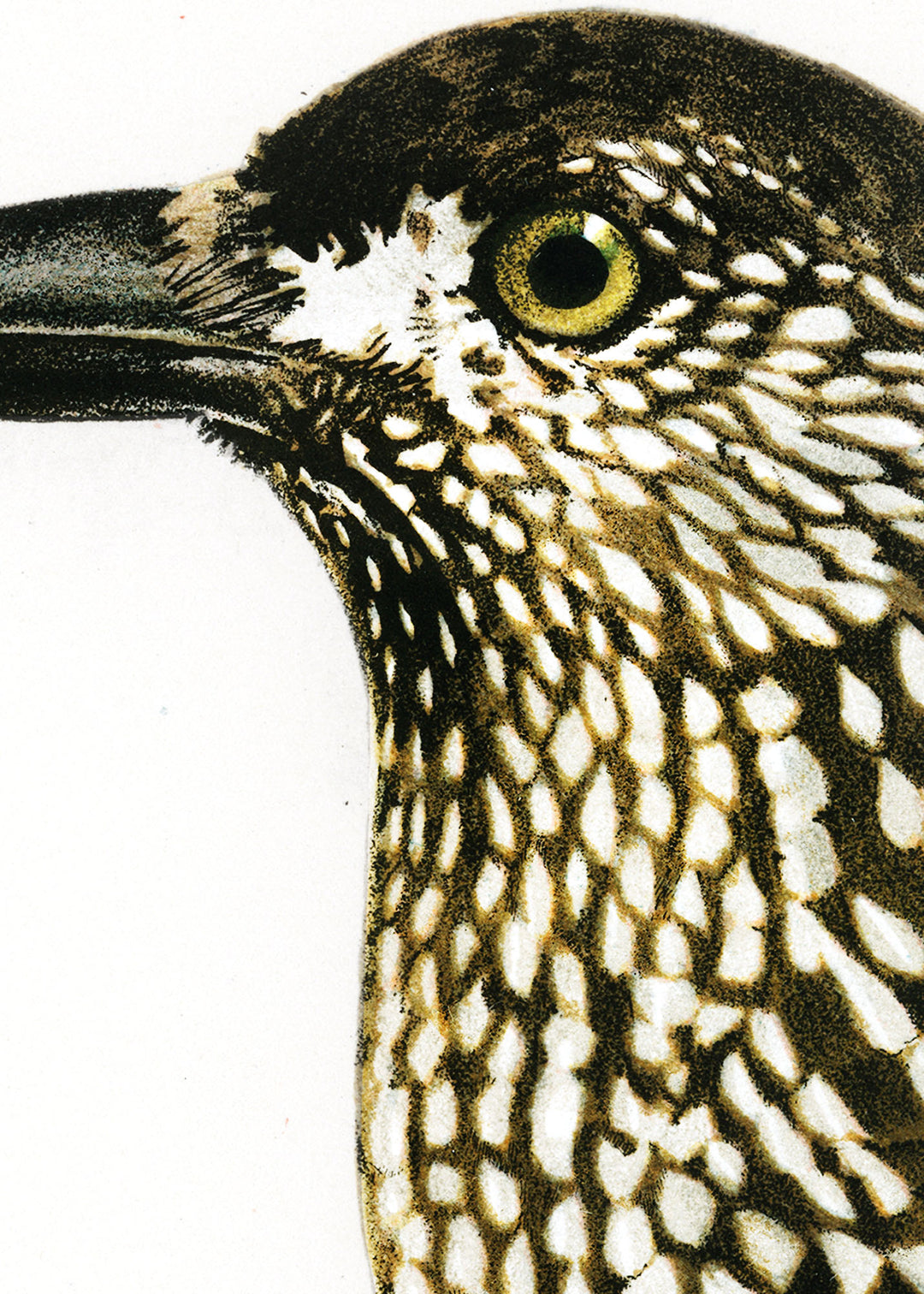 Fågeln Nötkråka på klassisk vintage poster/affisch