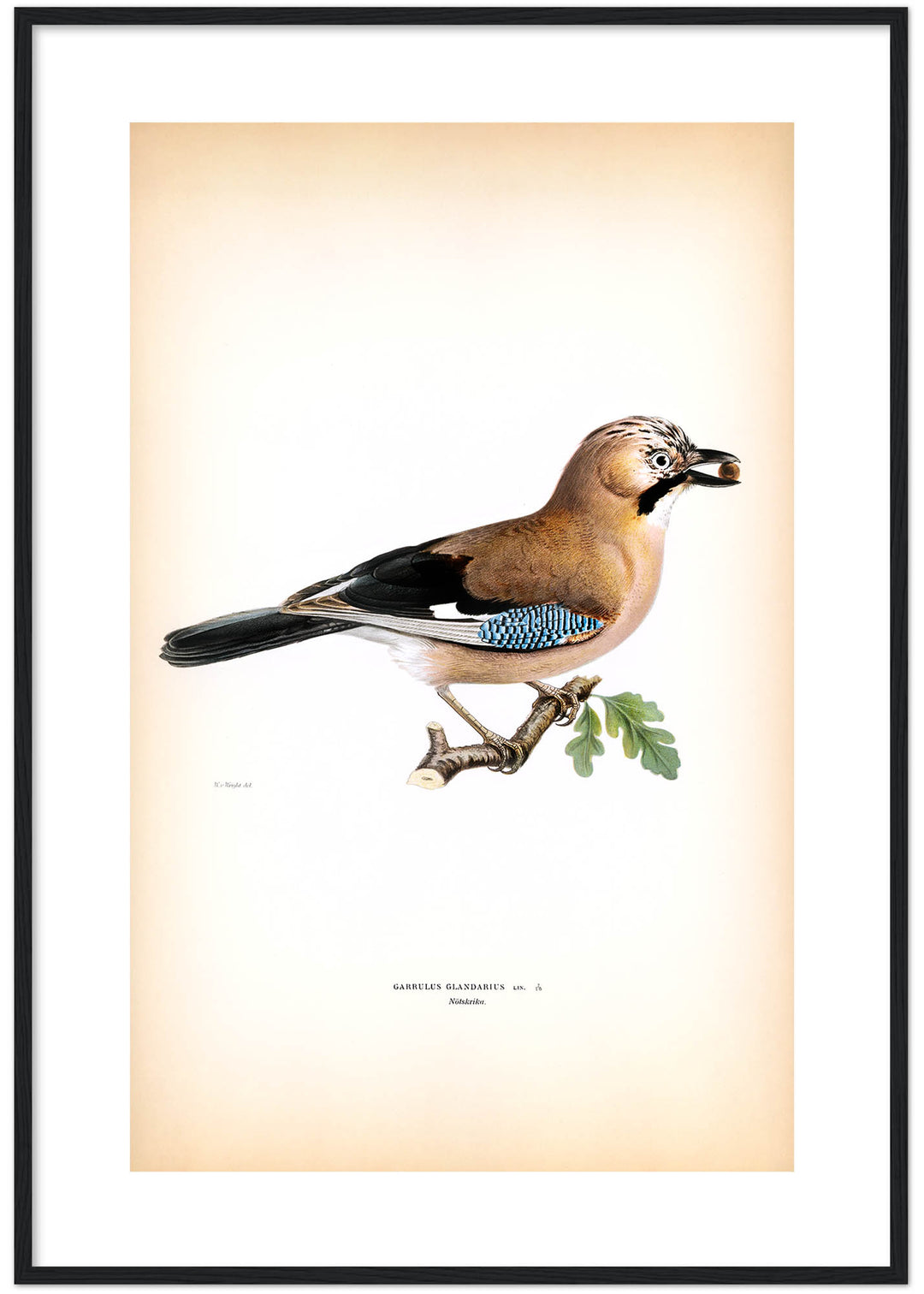 Fågeln Nötskrika på klassisk vintage poster/affisch
