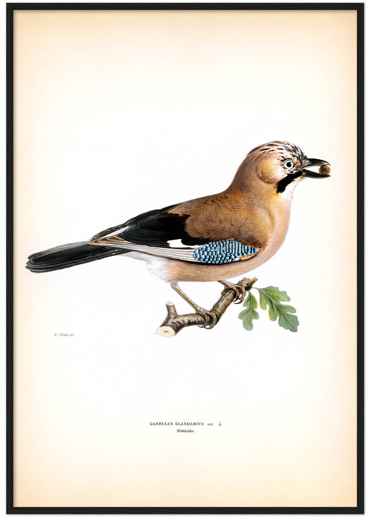 Fågeln Nötskrika på klassisk vintage poster/affisch