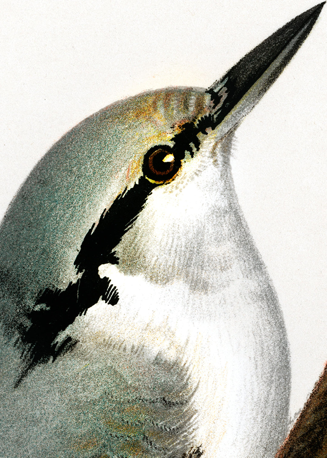 Fågeln Nötväcka på klassisk vintage poster/affisch