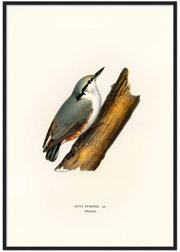 Fågeln Nötväcka på klassisk vintage poster/affisch