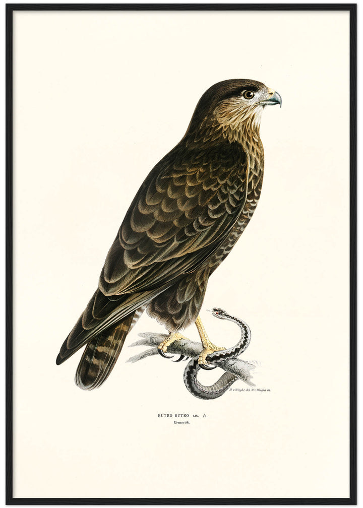 Fågeln Ormvråk på klassisk vintage poster/affisch