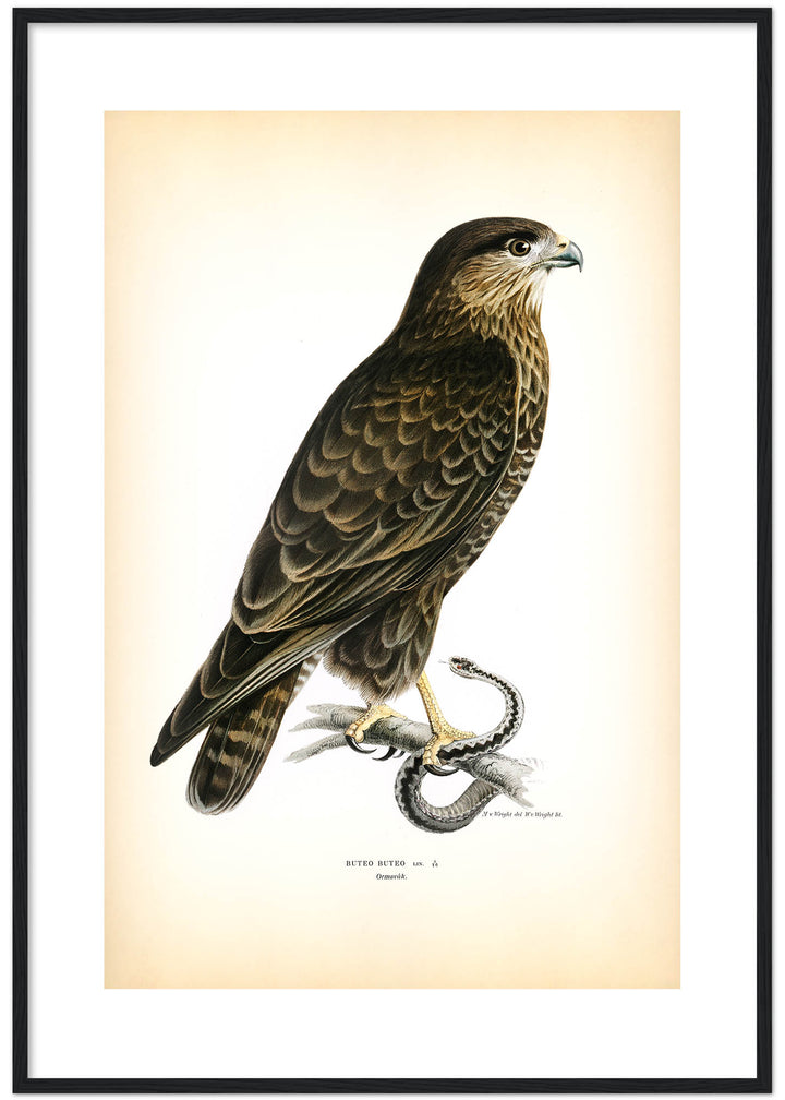 Fågeln Ormvråk på klassisk vintage poster/affisch