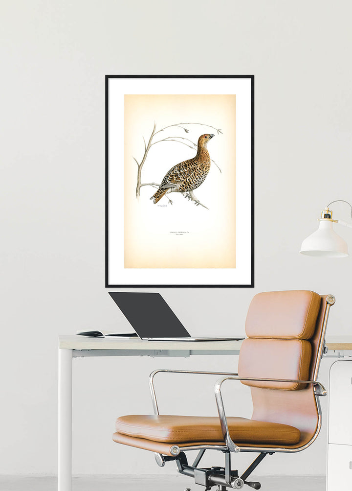 Fågeln Orre, hona på klassisk vintage poster/affisch