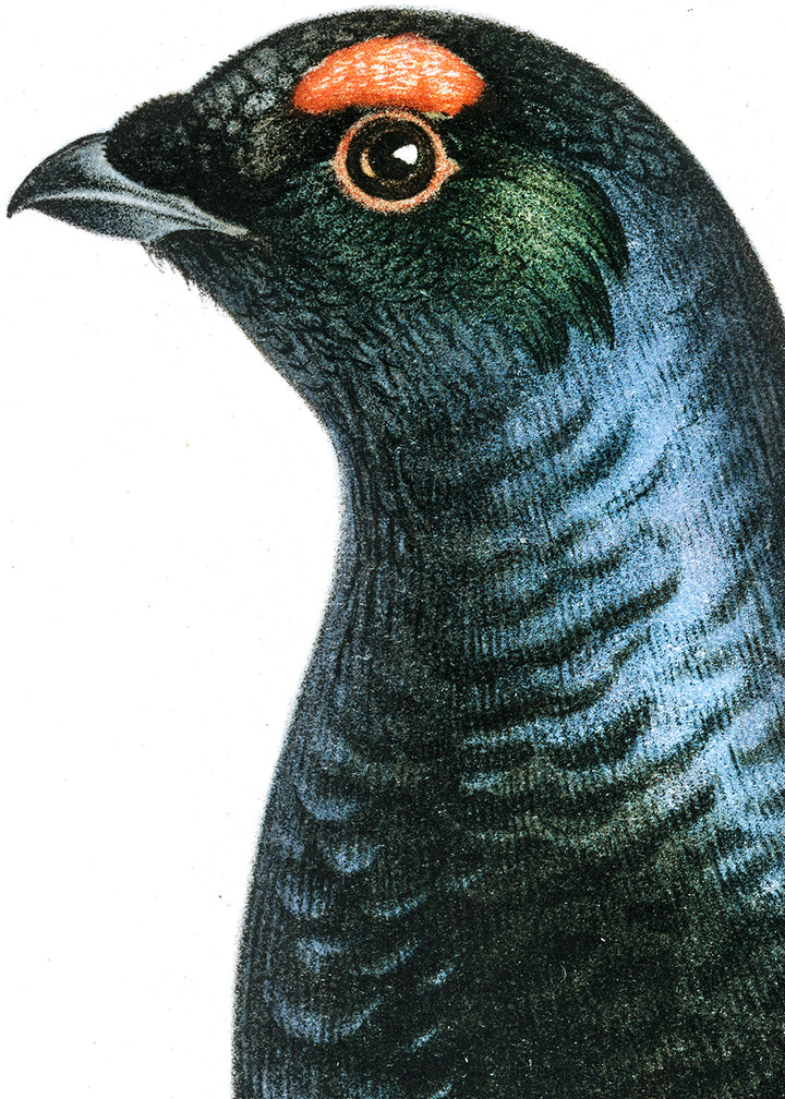 Fågeln Orre, tupp på klassisk vintage poster/affisch