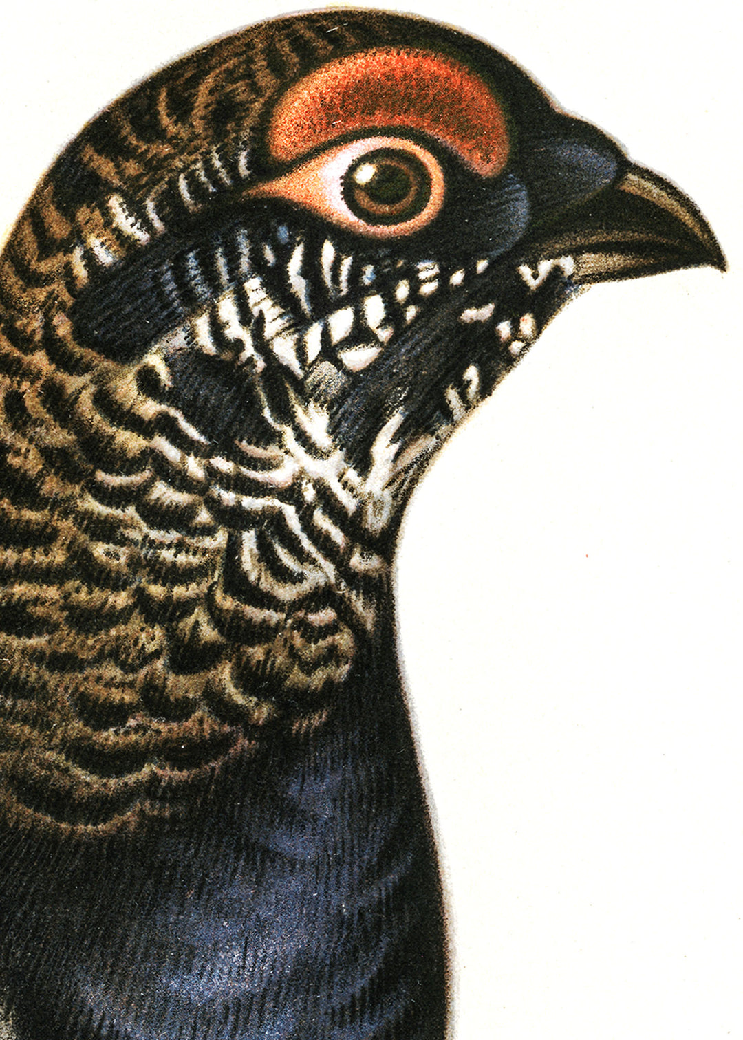 Fågeln Orrtupp i sommardräkt på klassisk vintage poster/affisch