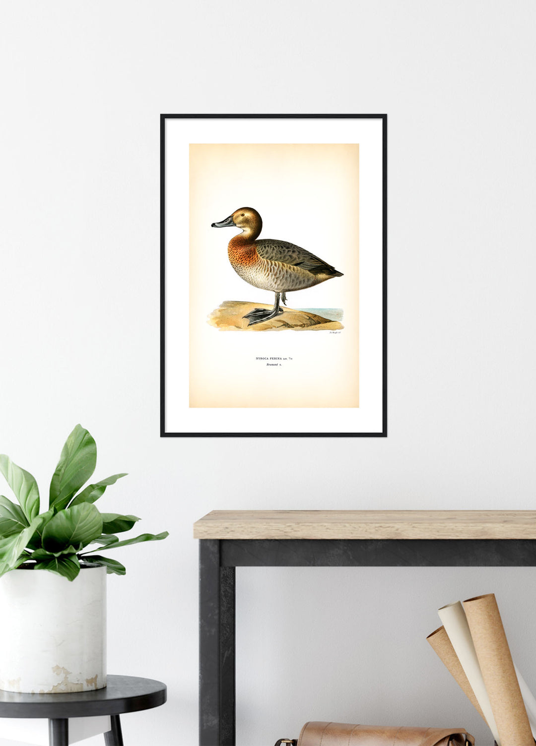 Fågeln Brunand på klassisk vintage poster/affisch