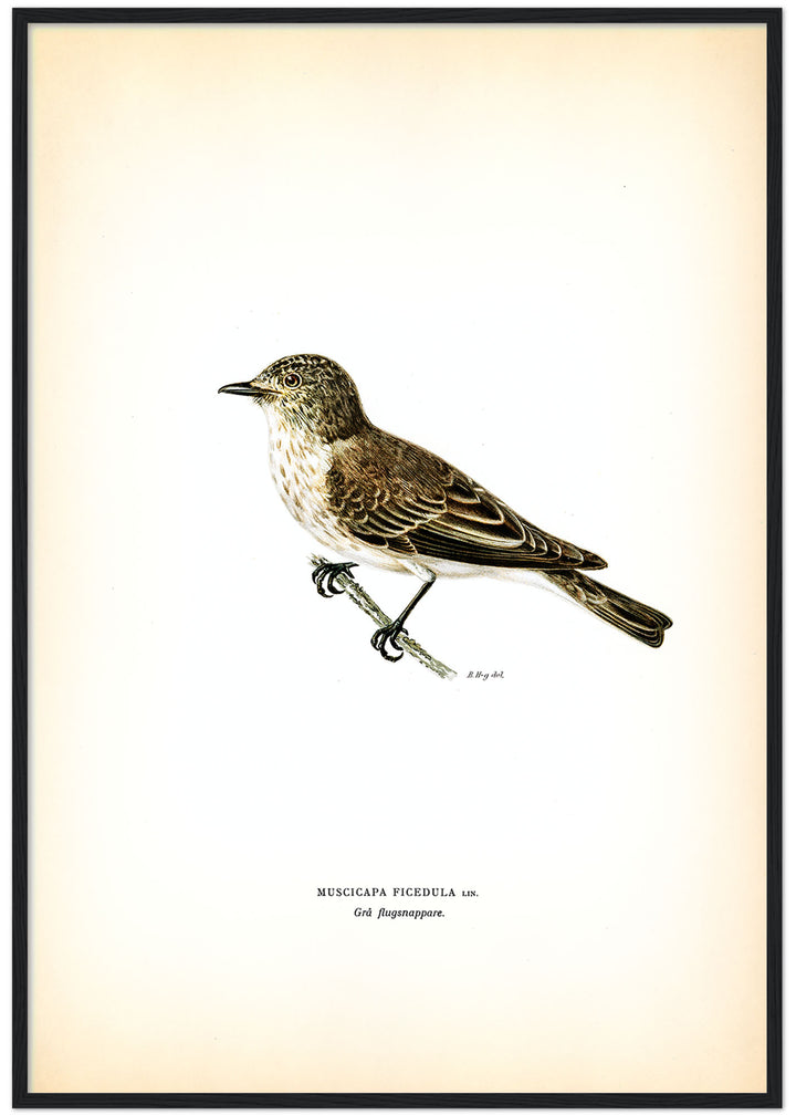 Fågeln Grå flugsnappare på klassisk vintage poster/affisch
