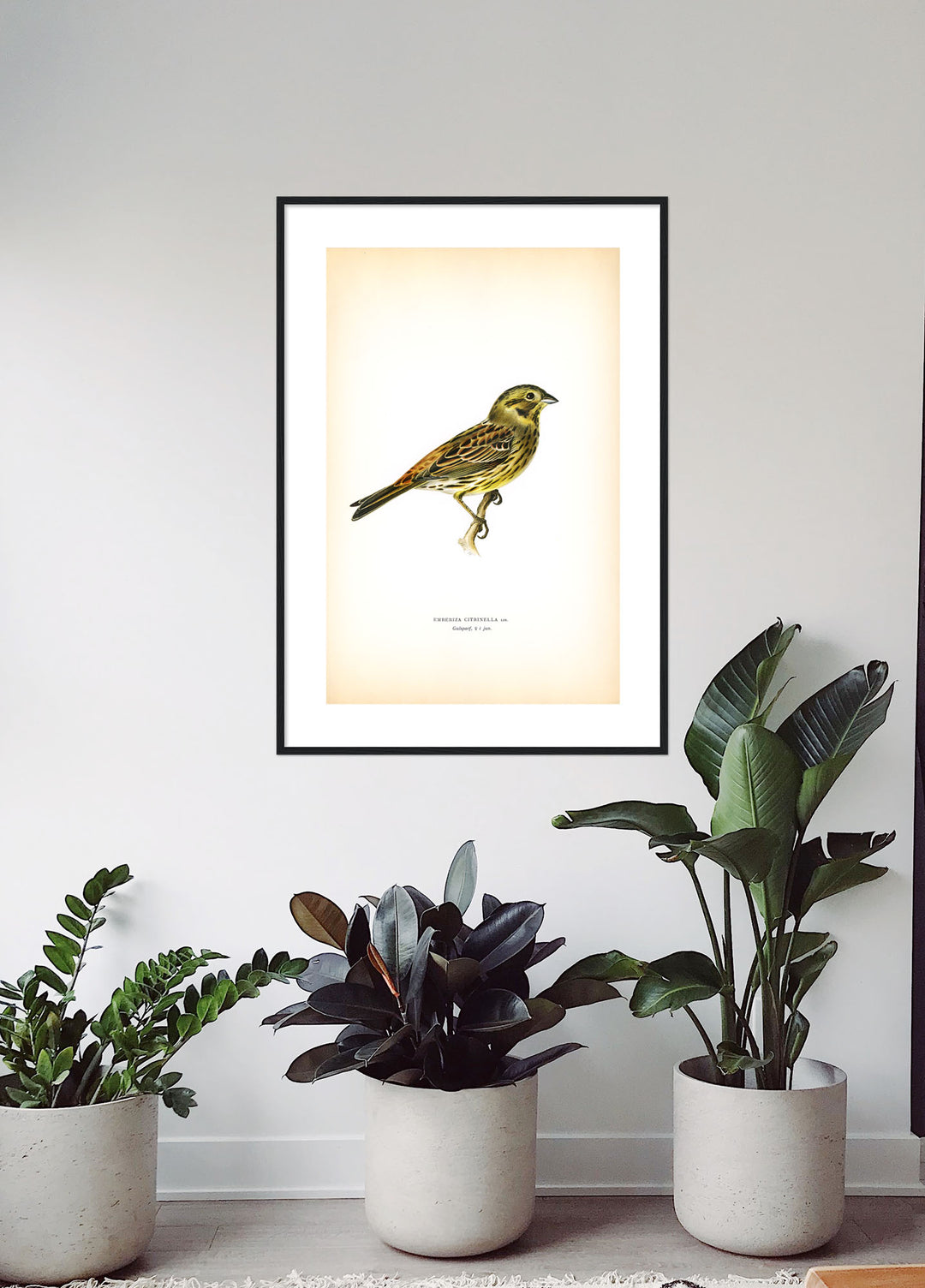 Fågeln Gulsparf, vinterdräkt på klassisk vintage poster/affisch