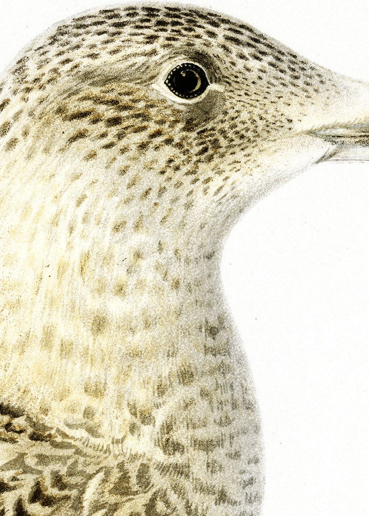 Fågeln Hvittrut, ung på klassisk vintage poster/affisch