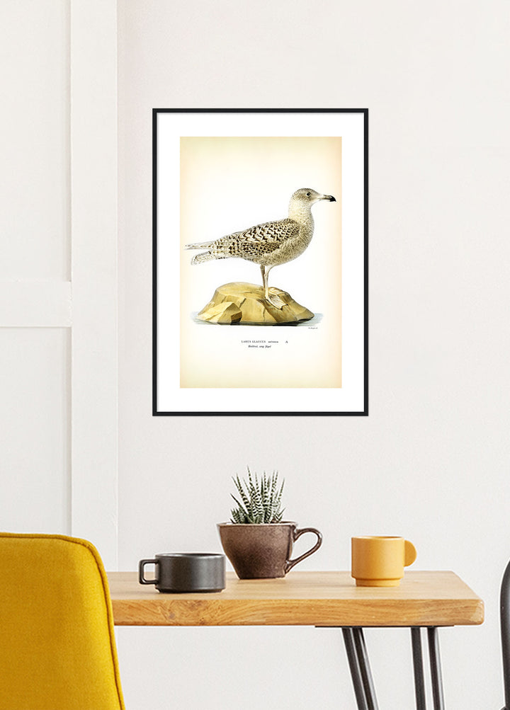 Fågeln Hvittrut, ung på klassisk vintage poster/affisch