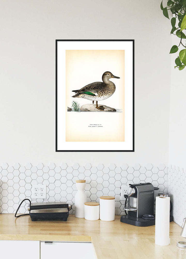 Fågeln Kricka på klassisk vintage poster/affisch