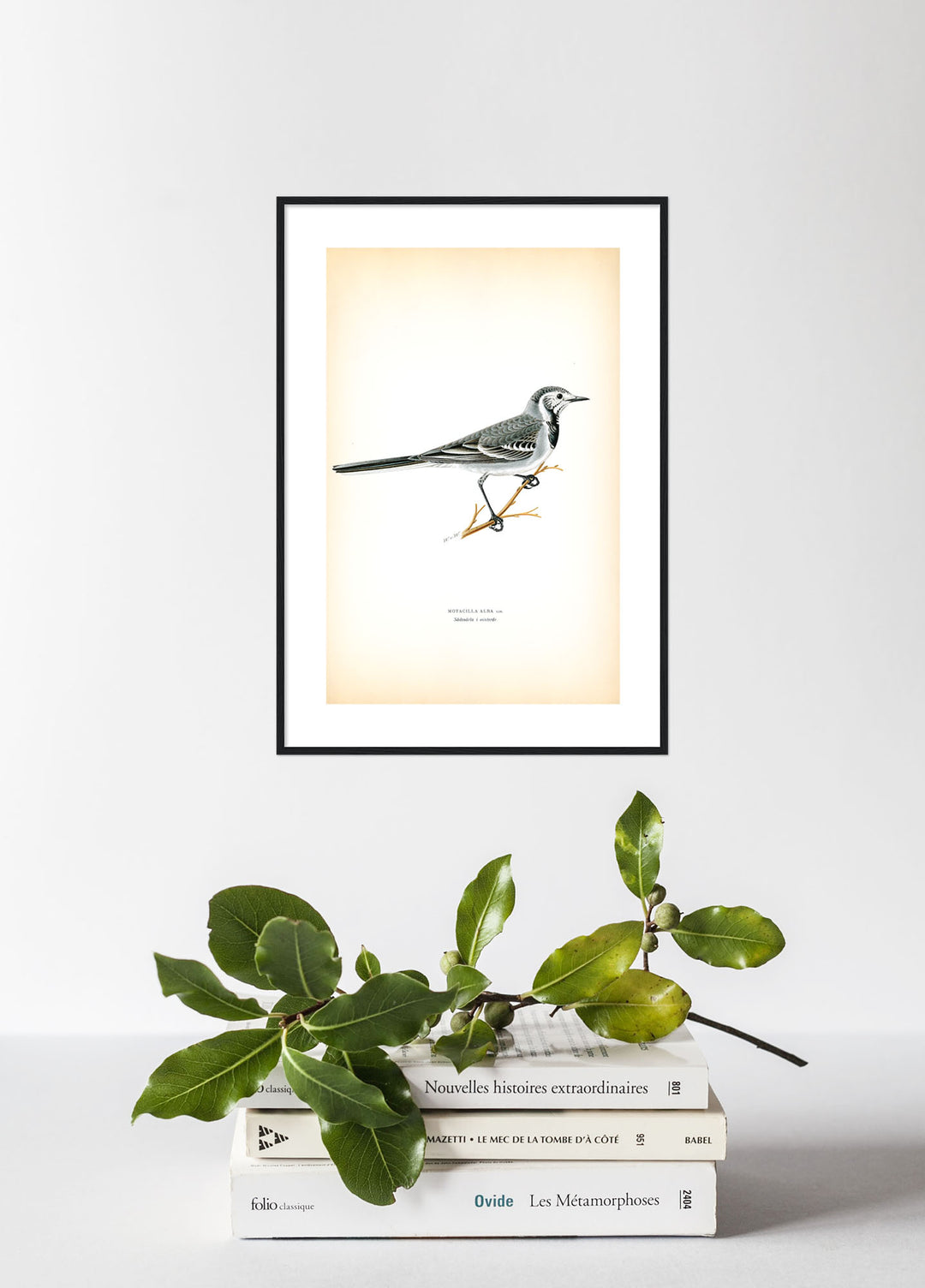 Fågeln Sädesärla, vinterdräkt på klassisk vintage poster/affisch