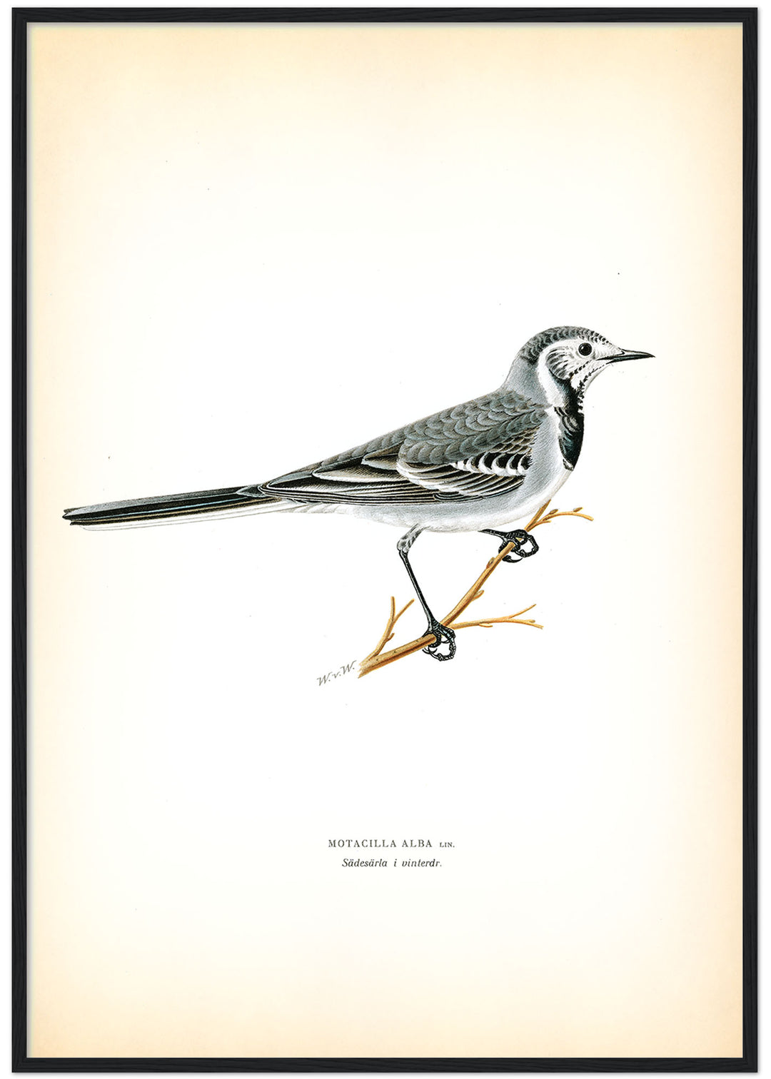 Fågeln Sädesärla, vinterdräkt på klassisk vintage poster/affisch
