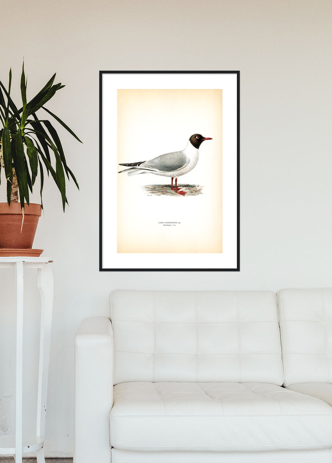 Fågeln Skrattmås på klassisk vintage poster/affisch