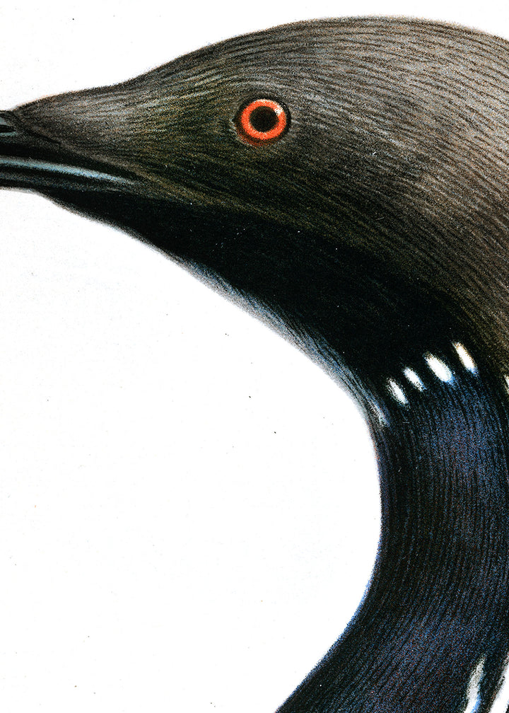 Fågeln Storlom på klassisk vintage poster/affisch
