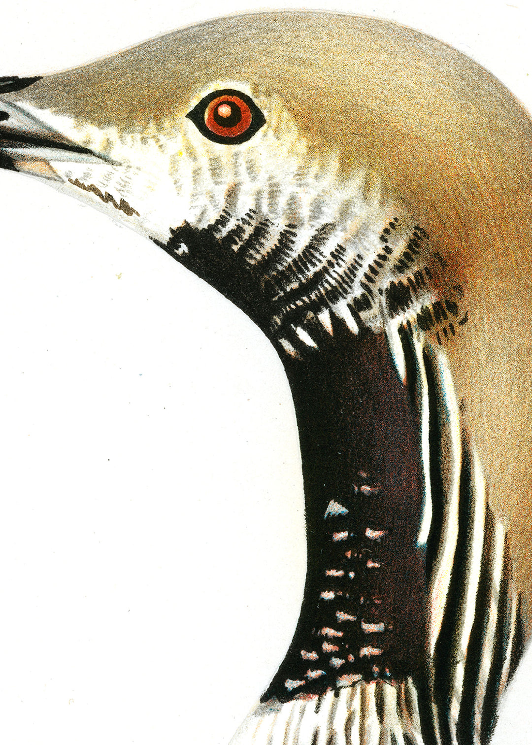 Fågeln Storlom, övergångsdräkt på klassisk vintage poster/affisch
