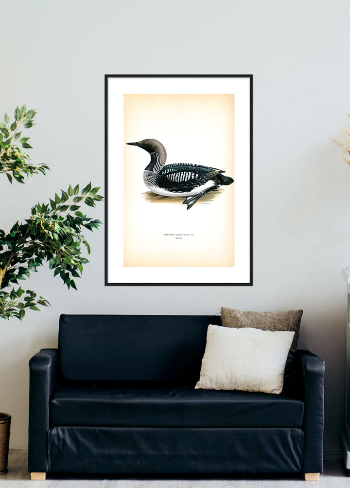 Fågeln Storlom på klassisk vintage poster/affisch