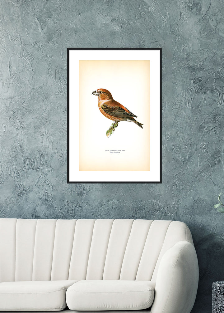 Fågeln Större korsnäbb på klassisk vintage poster/affisch