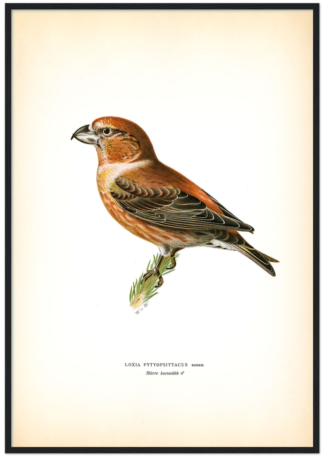 Fågeln Större korsnäbb på klassisk vintage poster/affisch